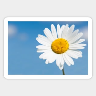 Daisy Sticker